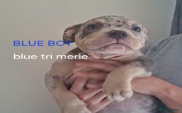 American Bulldog dogs for sale: Pocket bullie pups  - Image 2