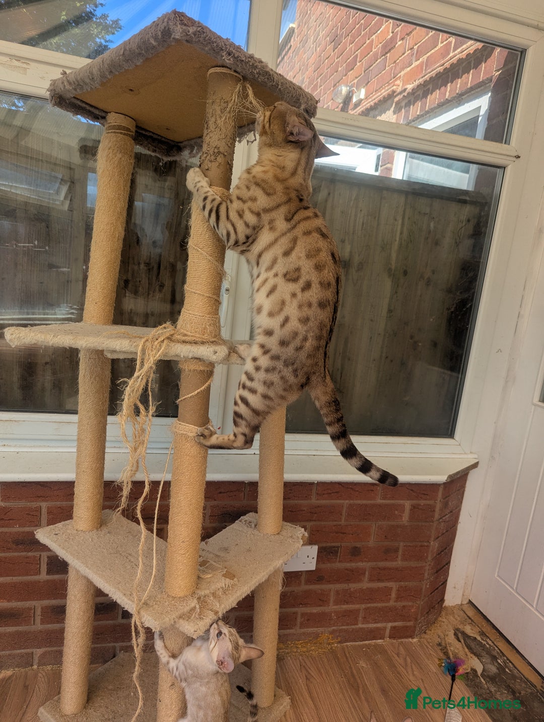 Bengal cats for sale: Bengal Kittens Purebred with Champion Lines  - Image 39