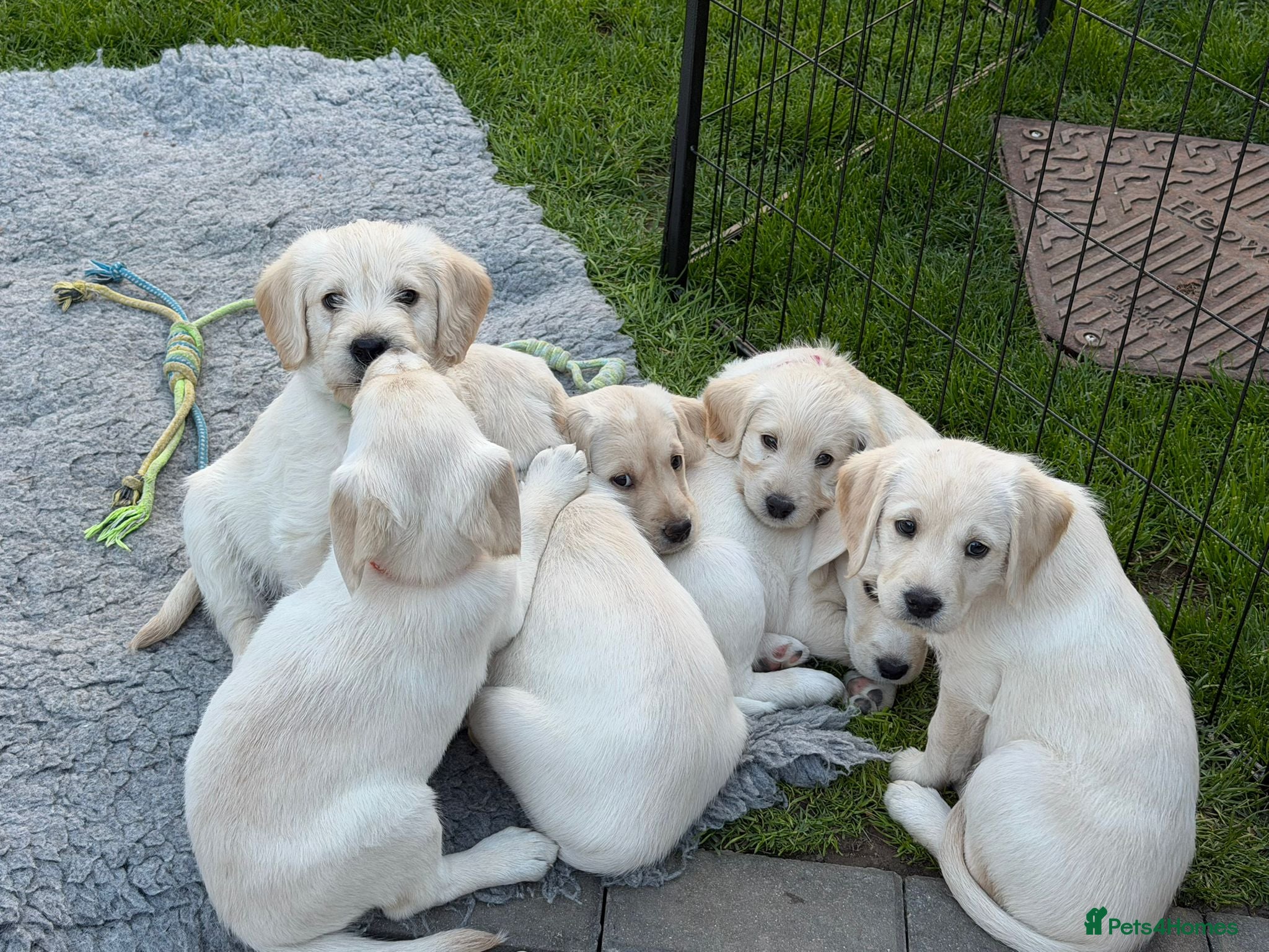 Labradoodle dogs 9 Beautiful Labradoodle Puppies - Advert 2