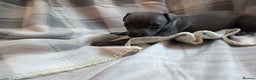 Whippet dogs for sale: Beautiful whippet babies  - Advert 7