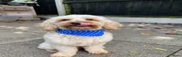 Cavapoo dogs for stud: F1B Cavapoo Stud Dog🐾 - Advert 8