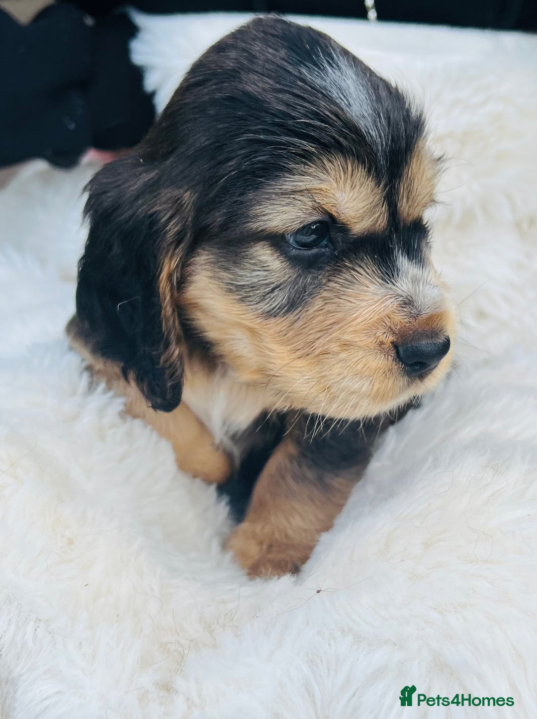 Cocker Spaniel dogs for sale: Gorgeous show type cocker spaniels - Image 14