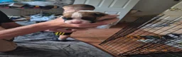 Boxer dogs for sale: 2 beautiful boxers left - Advert 9