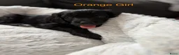 Cockapoo dogs for sale: F2 Cockapoo Puppies - Home Bred - Advert 7