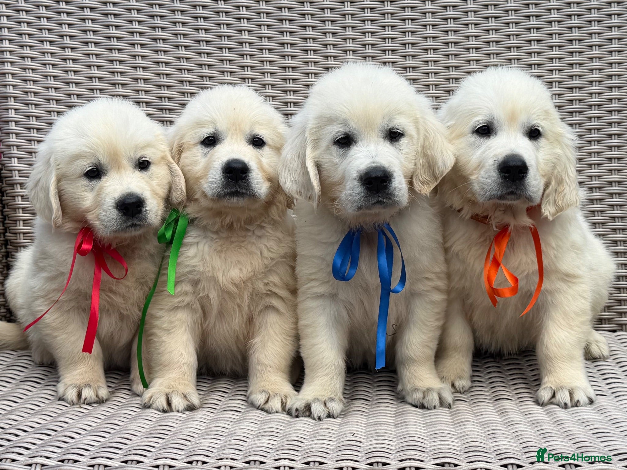 Golden Retriever dogs KC Cream litter from great health tested parents  - Advert 1