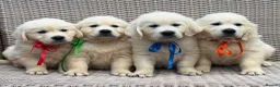 Golden Retriever dogs for sale: KC Cream litter from great health tested parents  - Advert 4