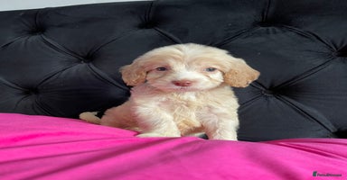 Cockapoo dogs - Advert 2