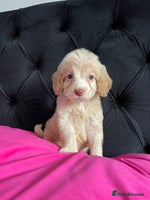 Cockapoo dogs - Advert 3