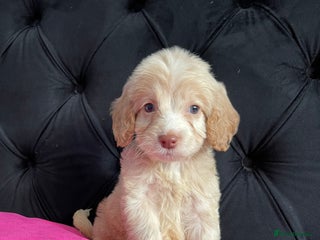Cockapoo dogs - Advert 1