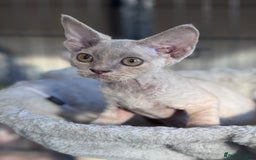 Devon Rex cats for sale: Adorable pedigree Devon Rex  - Image 2