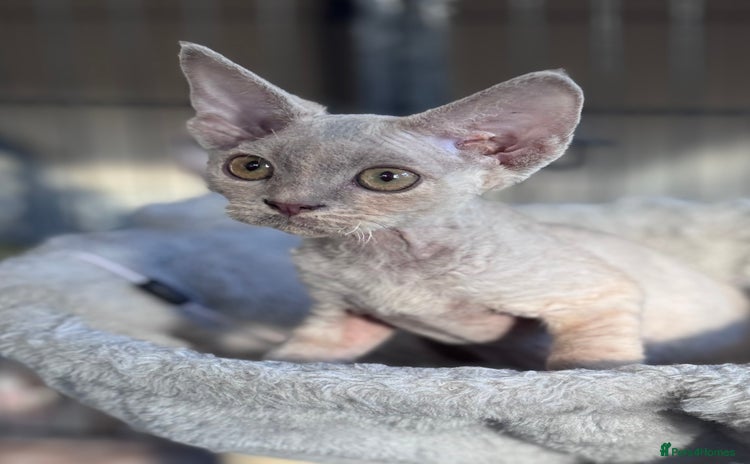Devon Rex cats - Advert 3