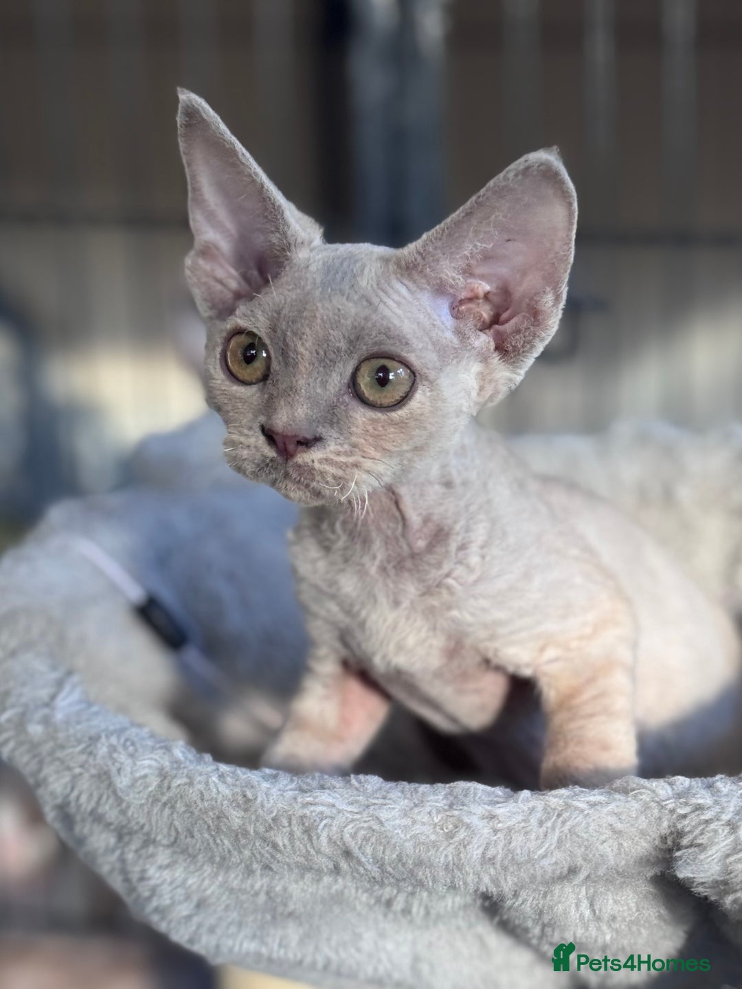 Devon Rex cats for sale: Adorable pedigree Devon Rex  - Image 2