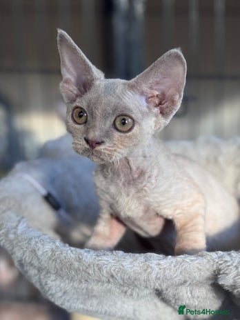Devon Rex cats - Advert 1