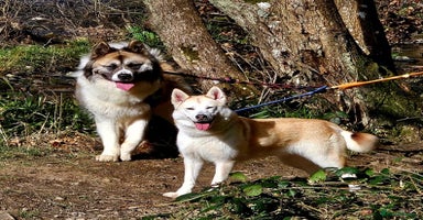 Akita dogs - Advert 5