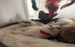 Mixed Breed cats for sale: Beautiful mixed breed kittens - Image 13