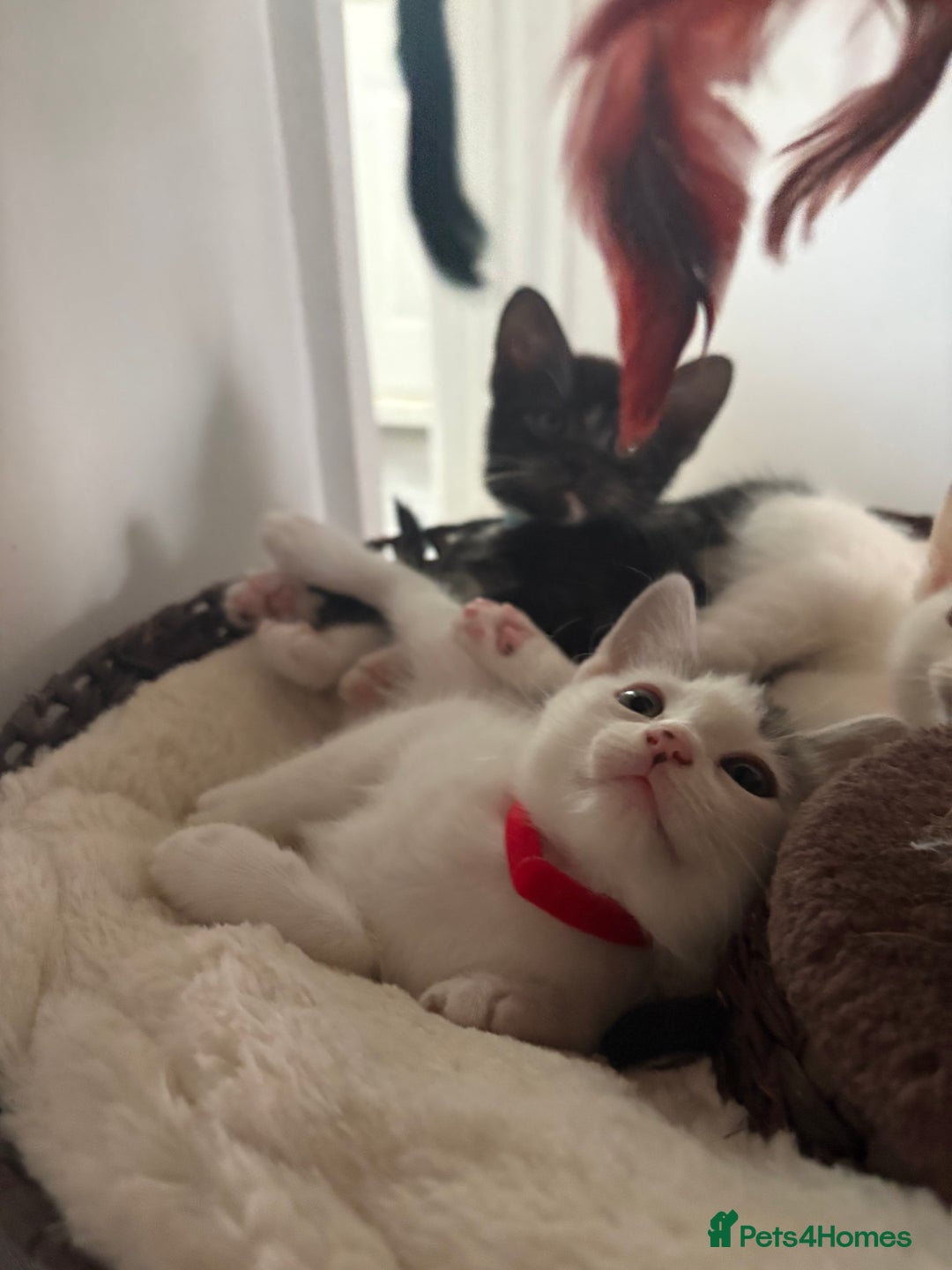 Mixed Breed cats for sale: Beautiful mixed breed kittens - Image 13