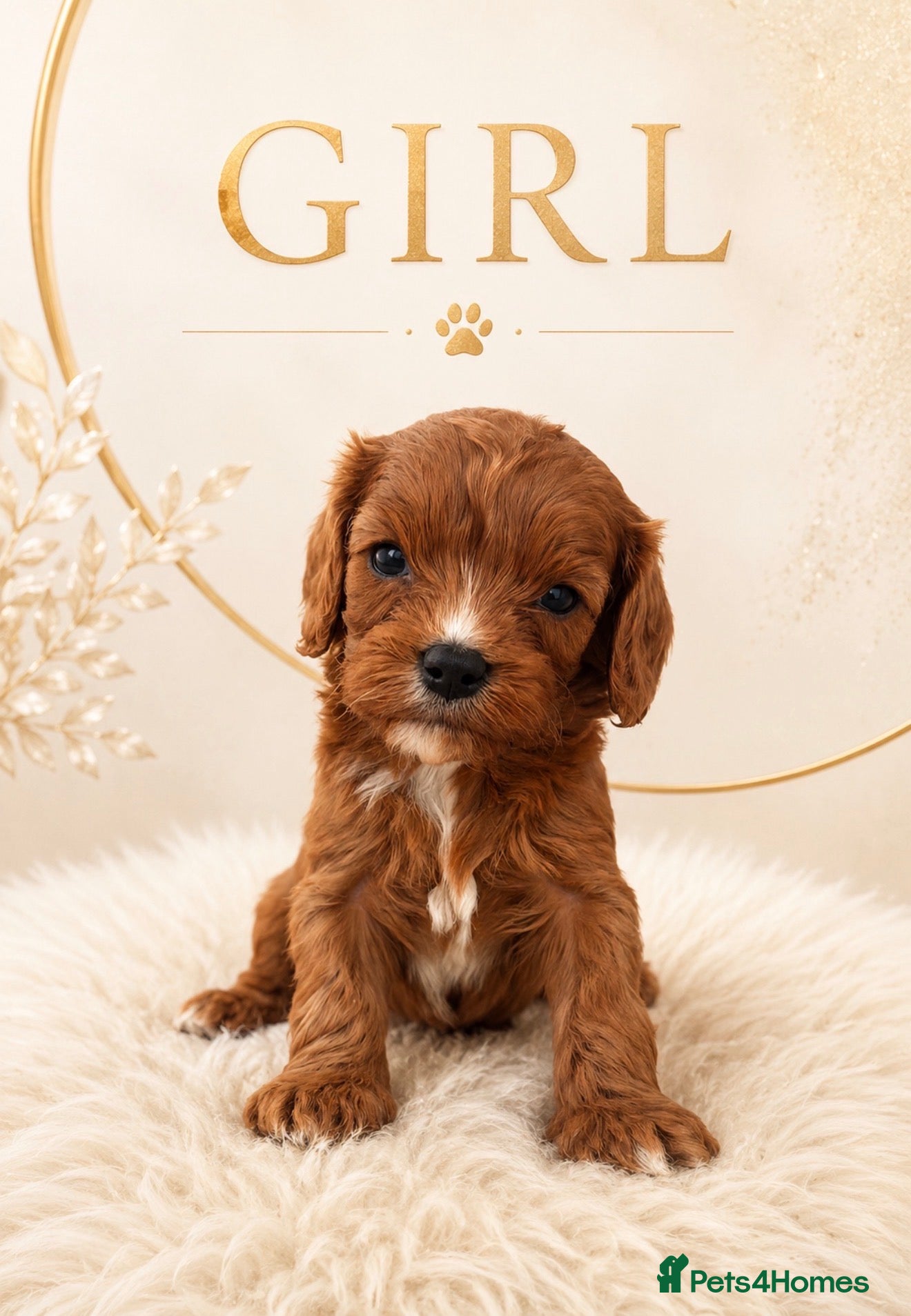 Cavapoo dogs Beautiful F1b Cavapoo’s 🧬 Health Tested Parents - Advert 1