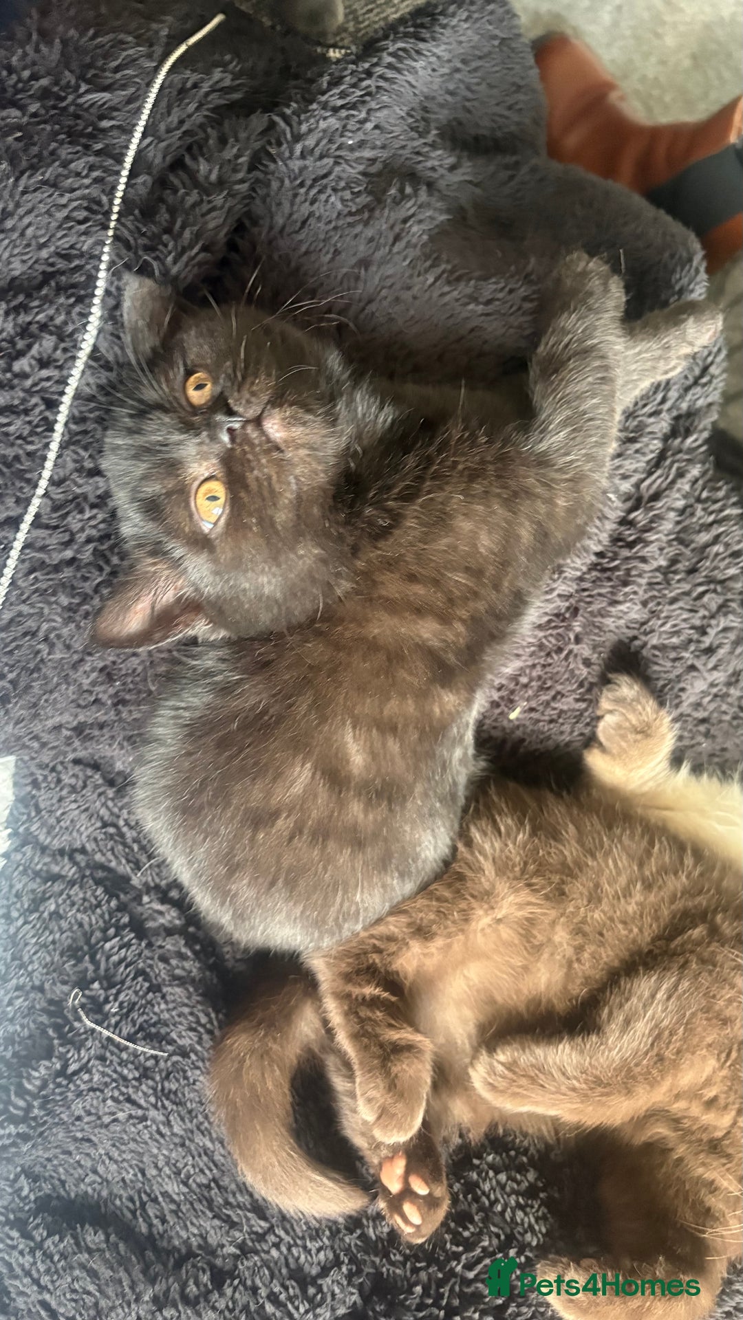 British Shorthair cats for sale: GCCF Registered 5 Generation British Shorthair - Advert 19