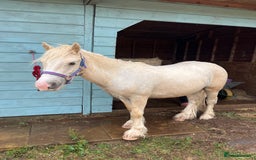Irish Cob horses for sale: 13hh palomino gelding 2/3 year old mini cob - Image 4