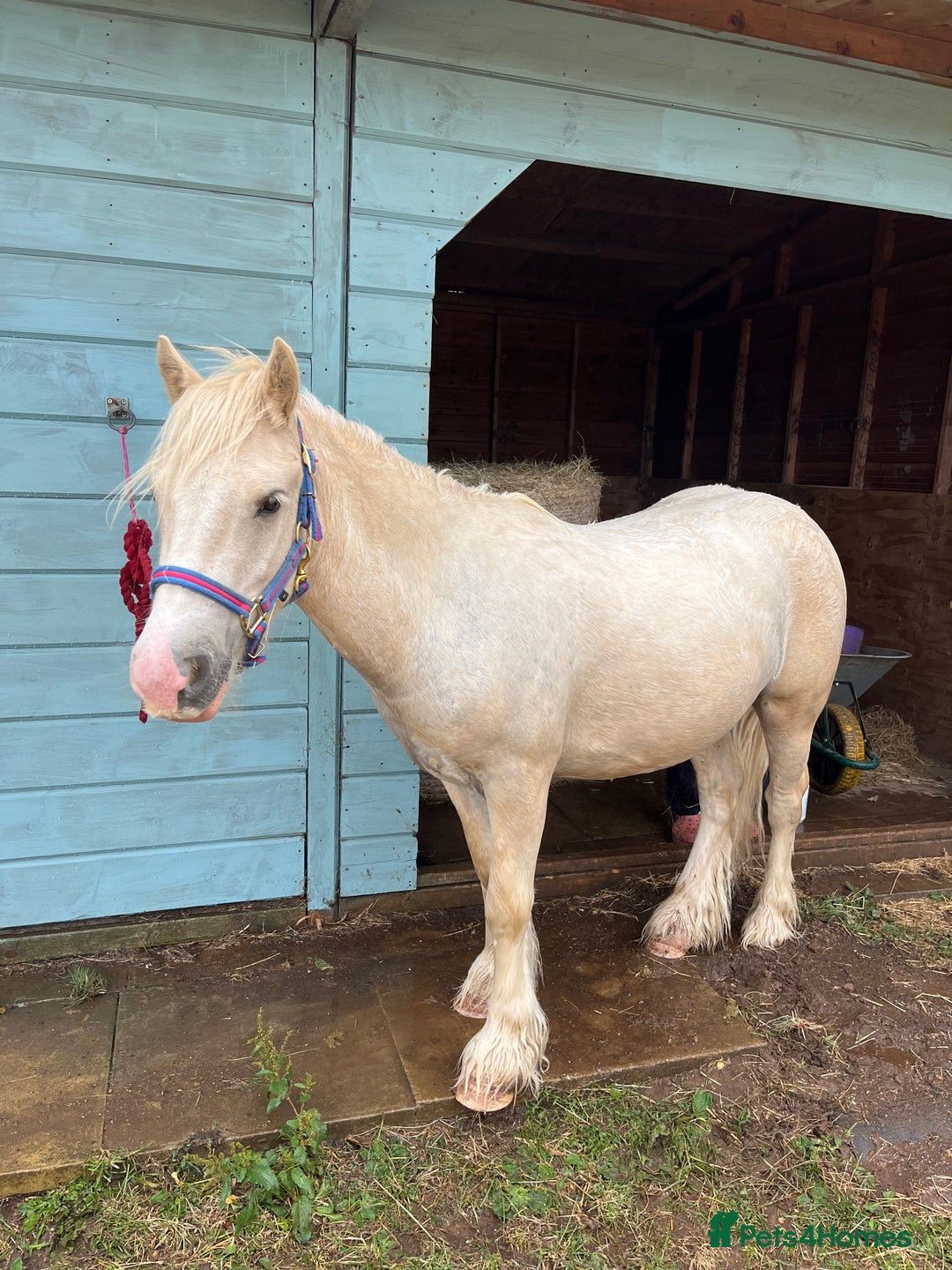 Irish Cob horses for sale: 13hh palomino gelding 2/3 year old mini cob - Image 4