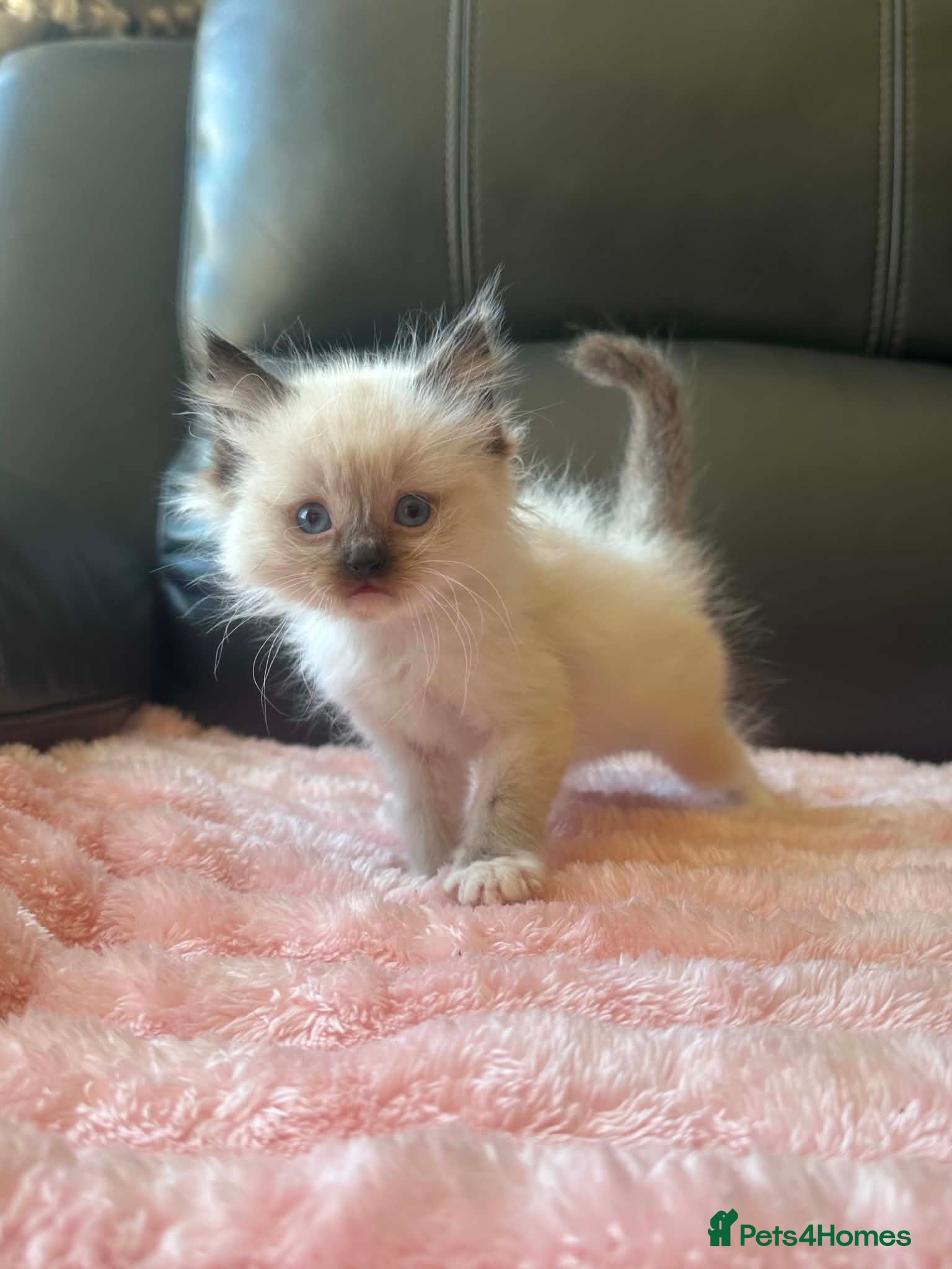 Ragdoll cats Gorgeous Ragdoll Kittens - Advert 1