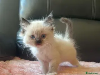 Ragdoll cats Gorgeous Ragdoll Kittens - Advert 1