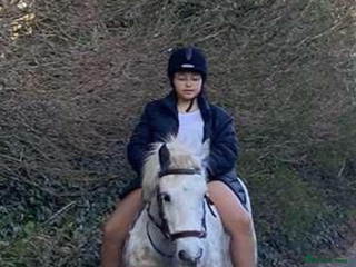 Irish Cob horses - Advert 6