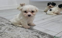 Cavachon dogs for sale: Cavachon puppies  - Image 10