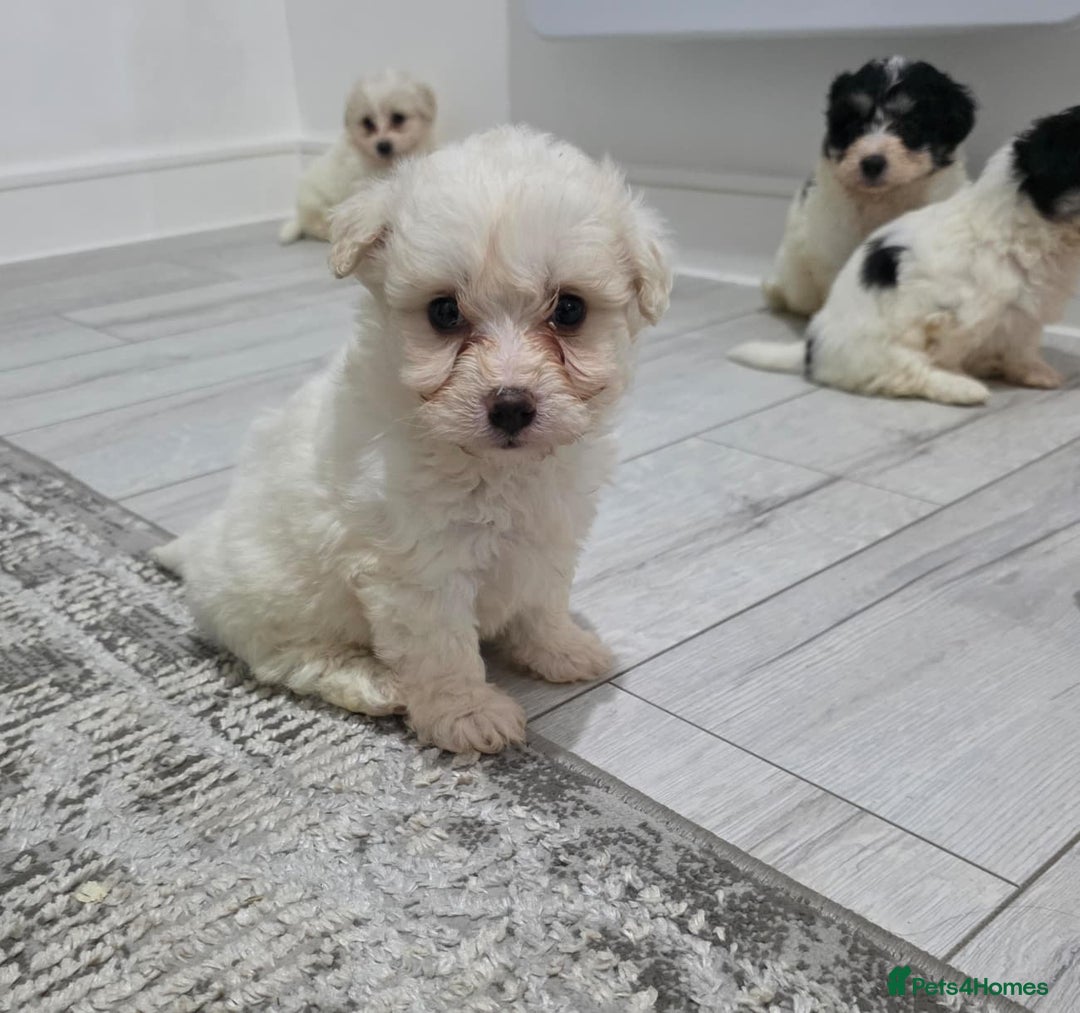 Cavachon dogs for sale: Cavachon puppies  - Image 10