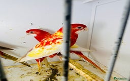 Parakeets birds for sale: Stunning Rubino/pastel rosellas for sale   - Image 12
