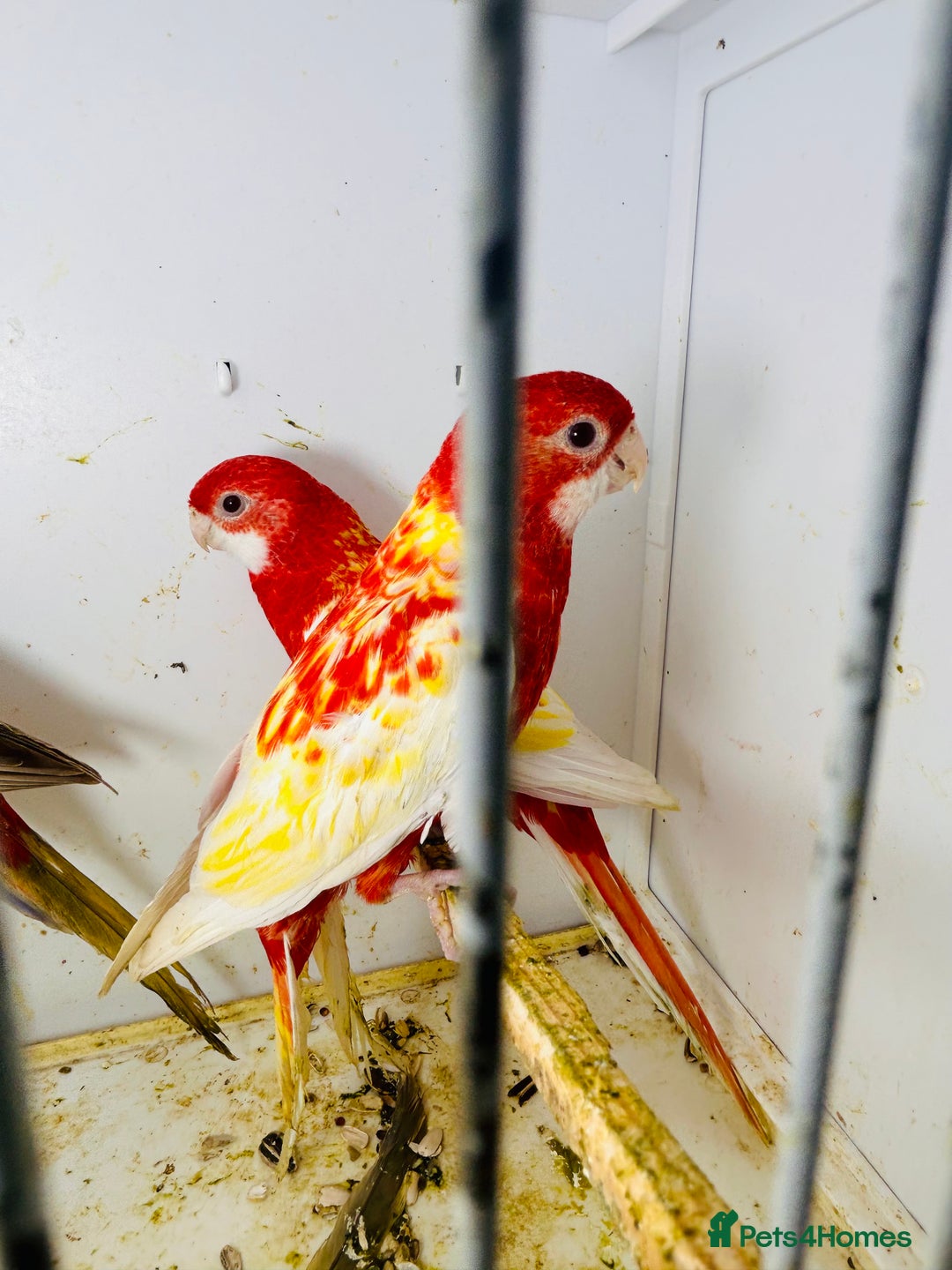 Parakeets birds for sale: Stunning Rubino/pastel rosellas for sale   - Image 12