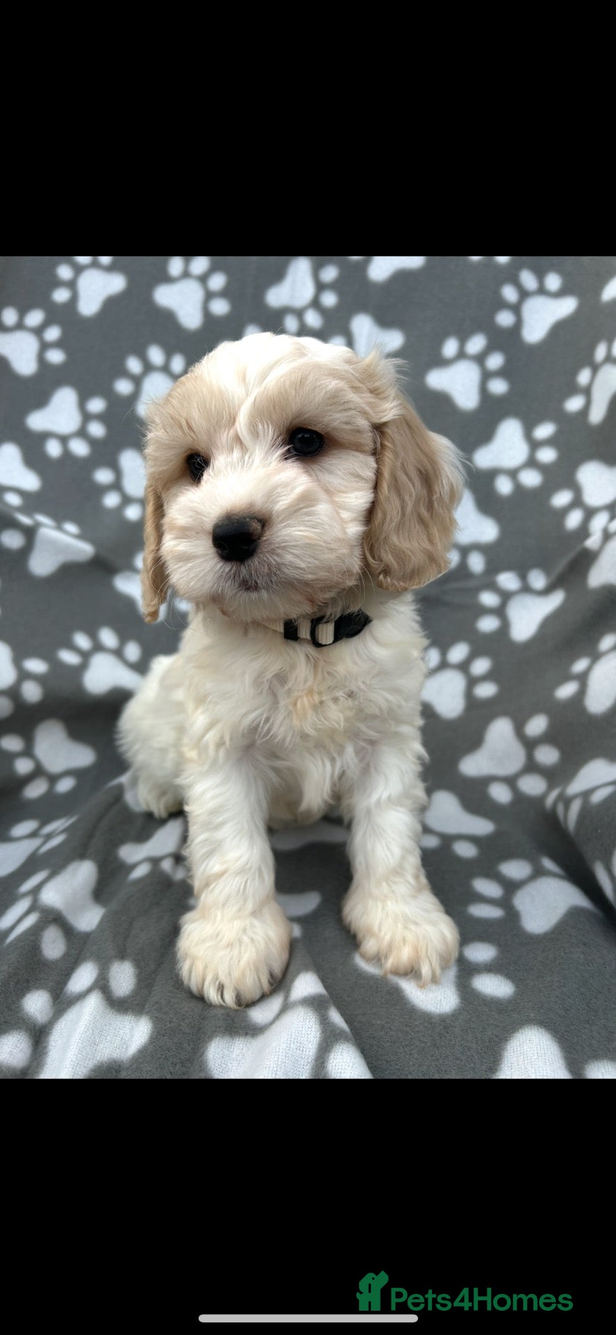 Cockapoo dogs Beautiful cockapoo puppies  - Advert 8