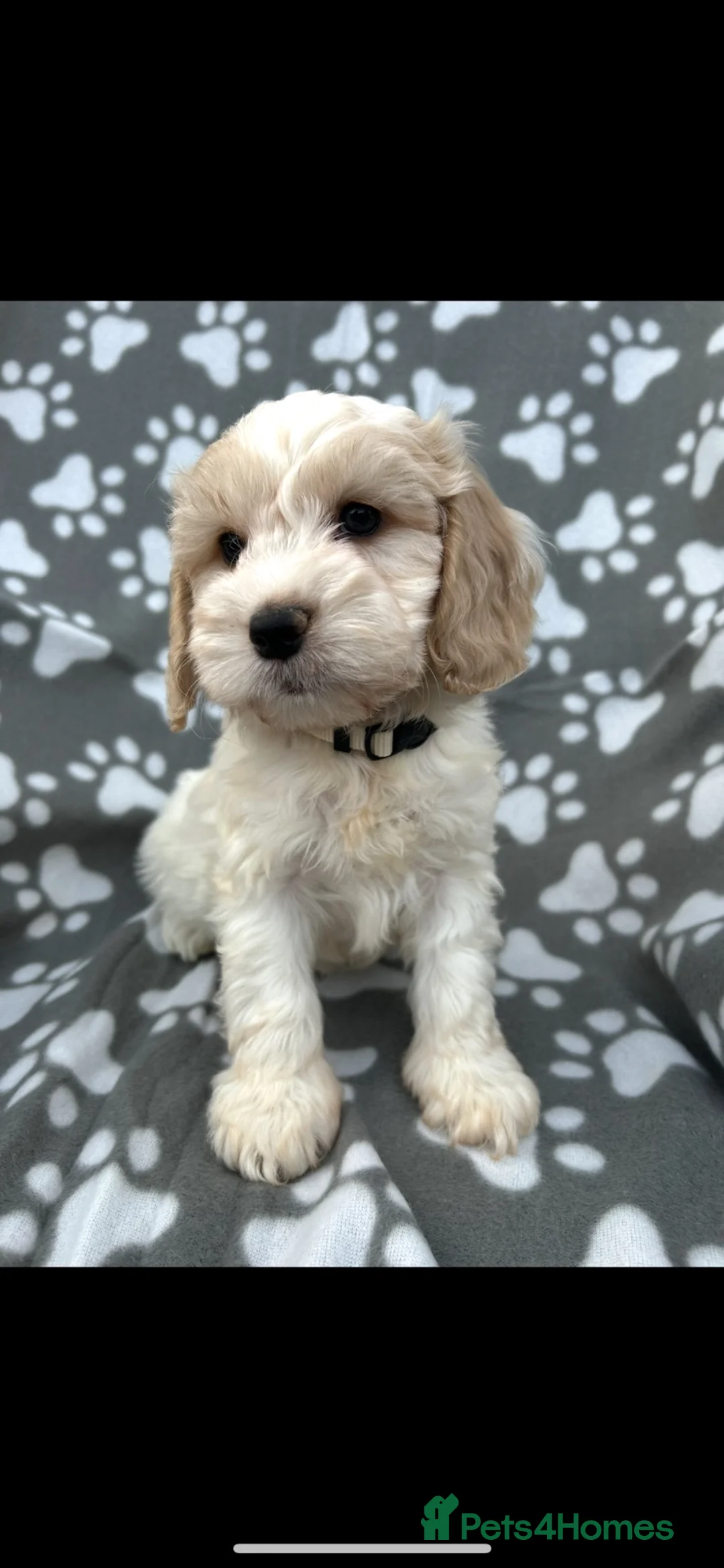 Cockapoo dogs for sale: Beautiful cockapoo puppies  - Advert 2