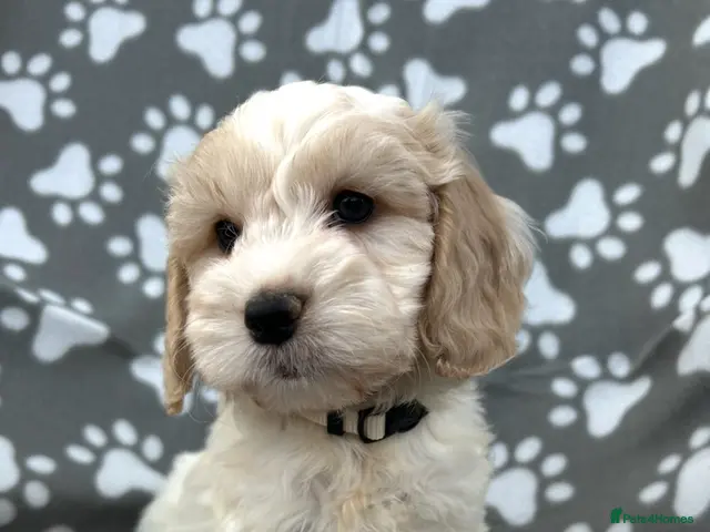 Cockapoo dogs Beautiful cockapoo puppies - Advert 6