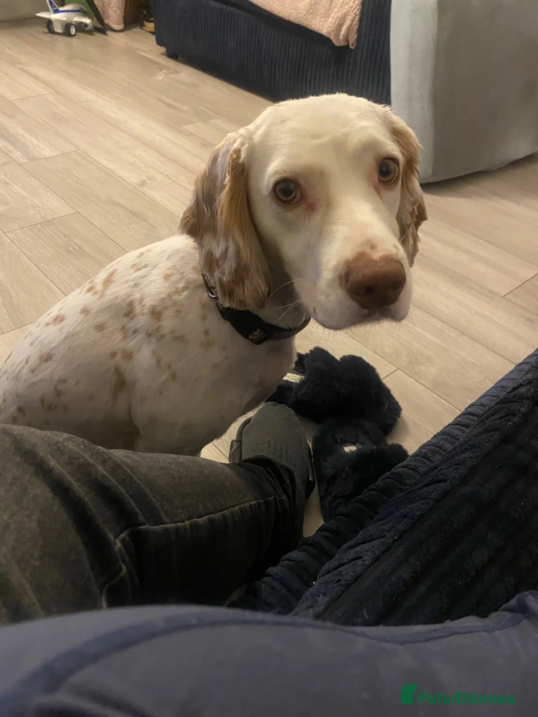 Cocker Spaniel dogs for sale: Hazel  - Advert 2