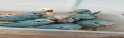 Ringnecks birds for sale: Beautiful Hand-Reared Baby Indian Ringnecks  - Advert 7