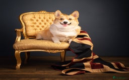 Welsh Corgi Pembroke dogs for sale: Show quality puppies - Image 23