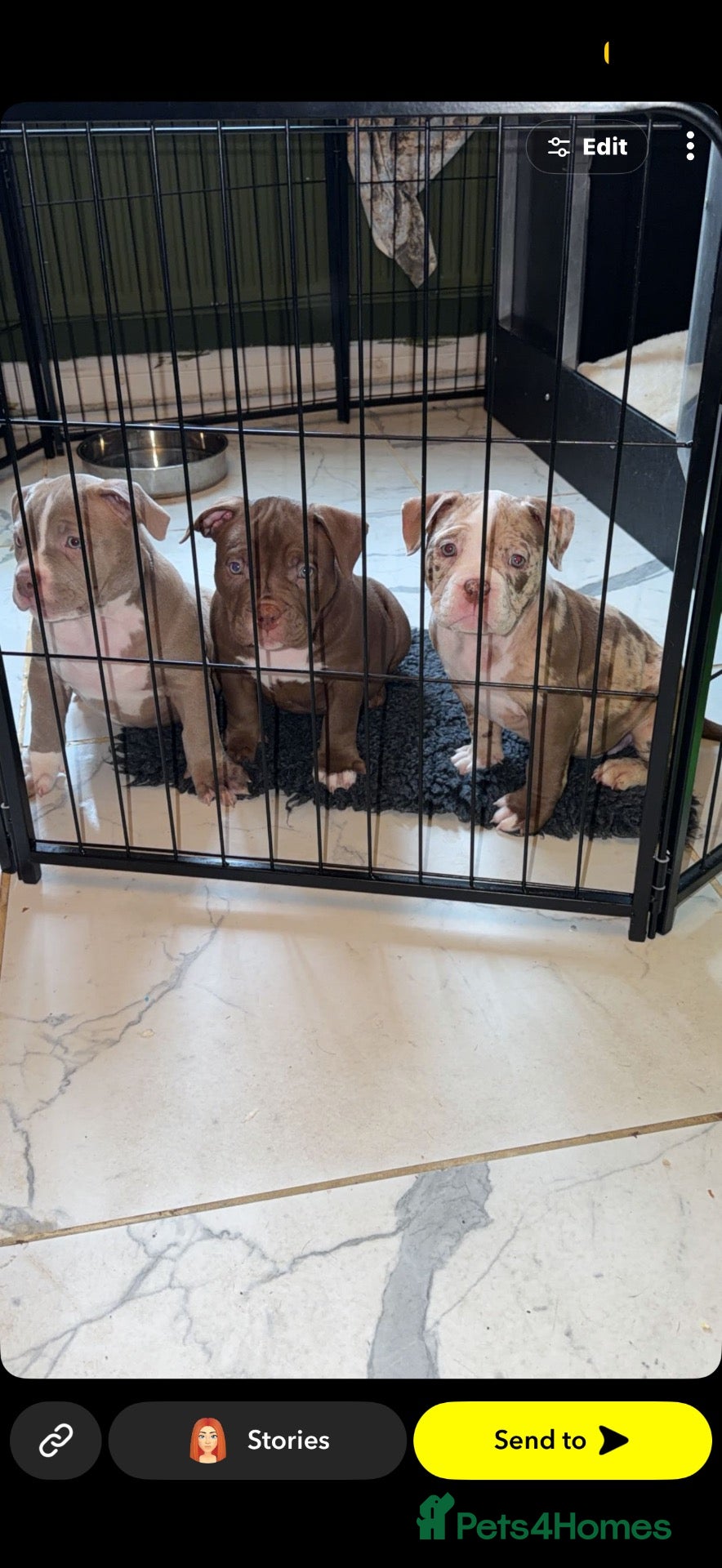 Mixed Breed dogs Exotic micro bulldog REDUCED £750 - Advert 13
