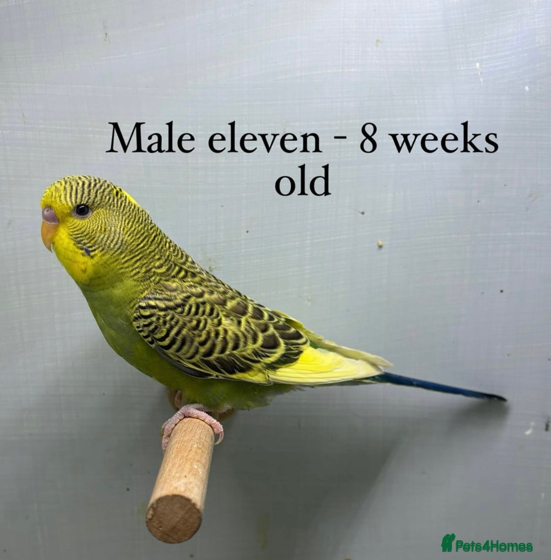 Budgerigars birds for sale: Beautiful baby budgies  - Image 13