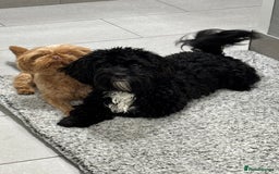 Shihpoo dogs for sale: Shihpoo  - Image 13