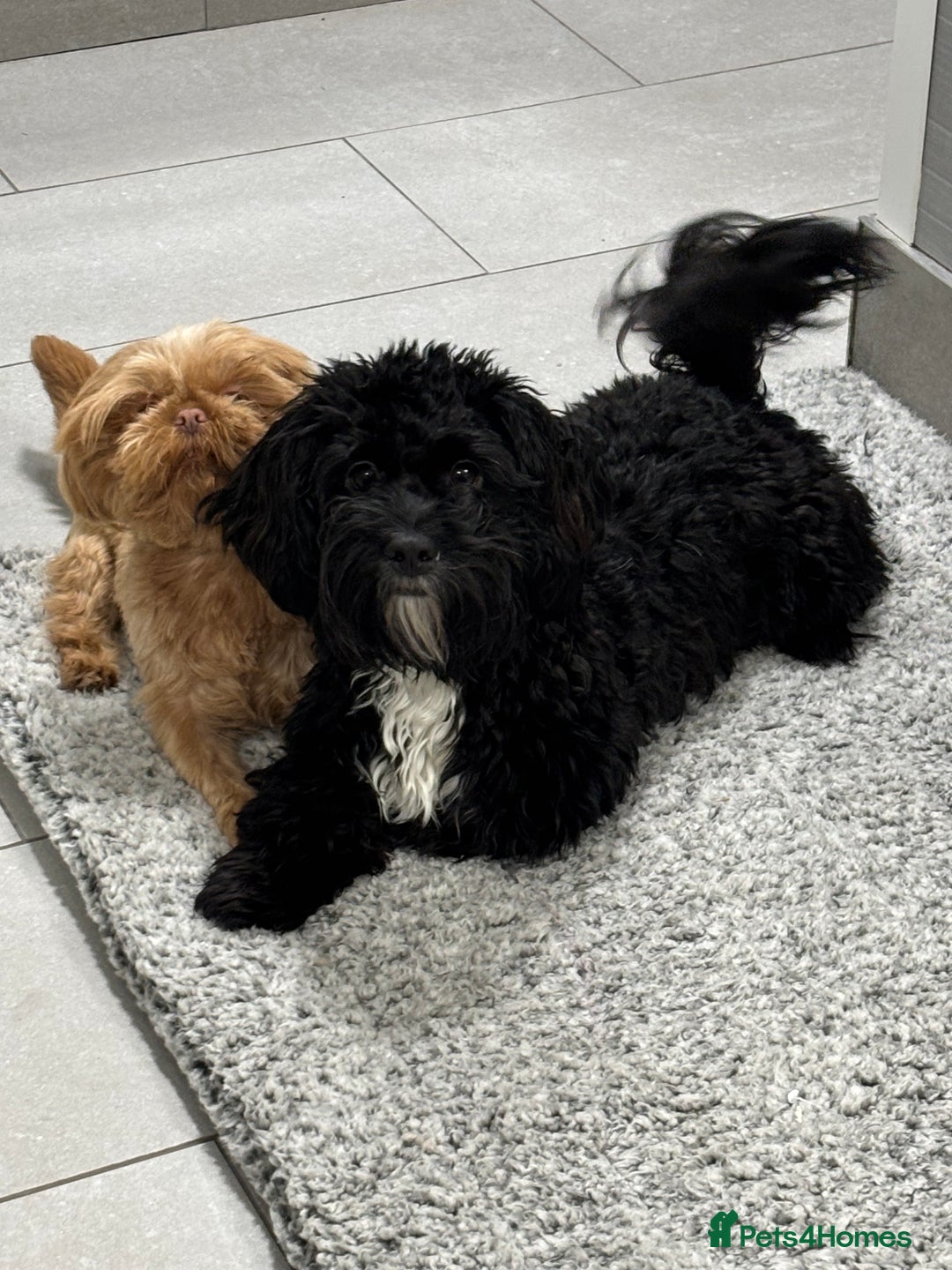 Shihpoo dogs for sale: Shihpoo  - Image 13