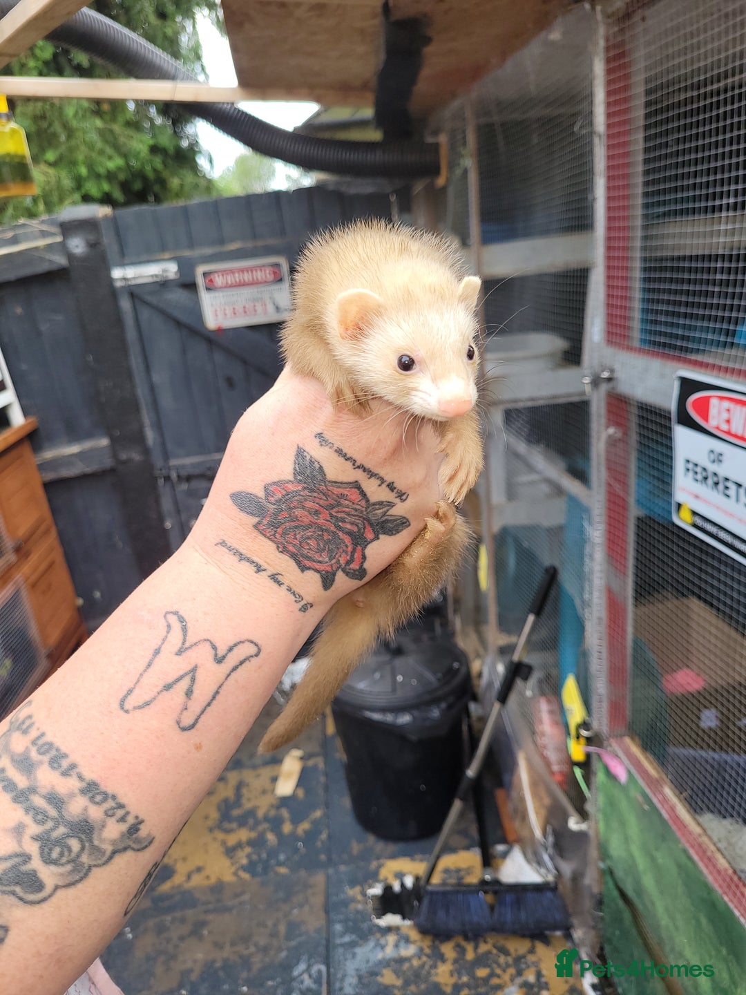 Ferret rodents for sale: 2 jill micros ready to leave  - Image 3