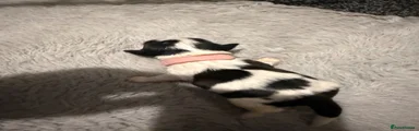 Shih Tzu 1
