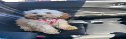 Cockapoo dogs for sale: 7 month old Apricot Cockapoo in Redcar - Advert 8