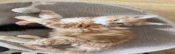 Maine Coon cats for sale: Maine Coon Kittens - Advert 16