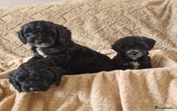 Cockapoo dogs for sale: Stunning litter of F1 Cockapoos - Image 11