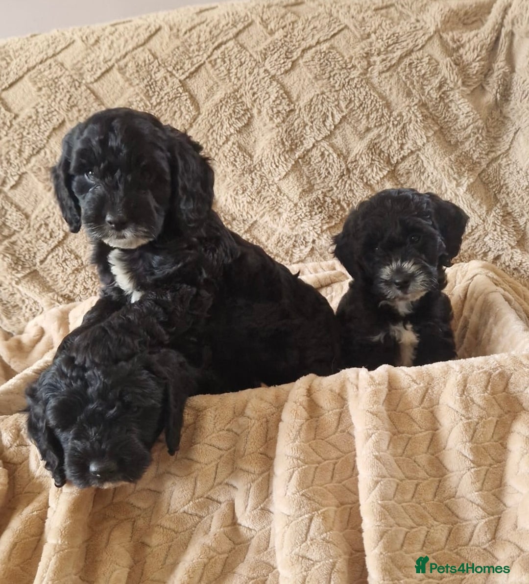 Cockapoo dogs for sale: Stunning litter of F1 Cockapoos - Image 11