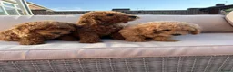 Poochon dogs for sale: GORGEOUS BOY LEFT - DNA & health tested - Advert 12