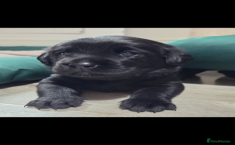 Labrador Retriever dogs - Advert 1