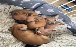 Italian Greyhound dogs for sale: Ready from next week Little Italian Greyhound pups - Image 2